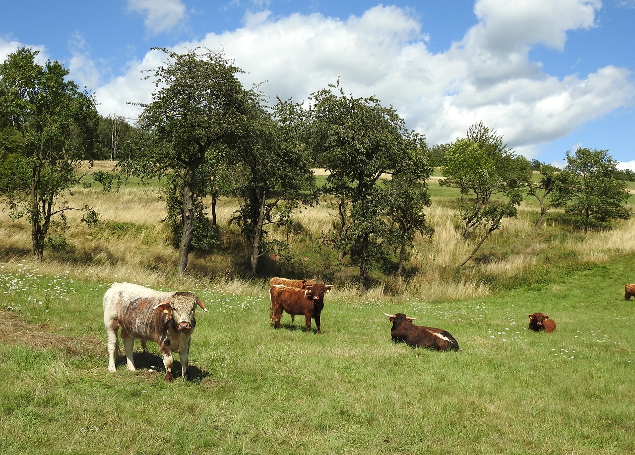 After 15 years of patient education and information to protect our mountain meadows without any not - Bild 2